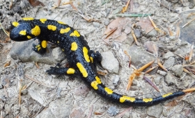Tajemnicze Życie w Cieniu Pienin: Salamandra Plamista, Płazy i Mikroświat za Wąwozem Homole