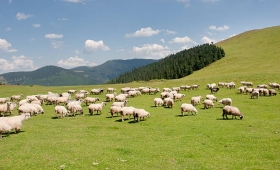 Redyk w Pieninach – owce, baca i tradycja, która wciąż żyje