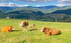 Spacer z grupą z Praszki – Pieniny z przewodnikiem