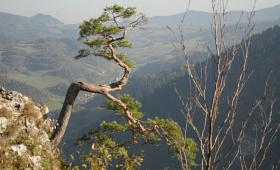 Sokolica - woj. małopolskie - Pieniny